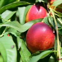 油桃采摘，个大，甘甜，酥脆，农家肥种植无公害
