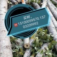 买树15100059570