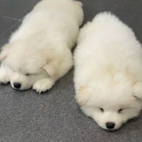 熊版萨摩幼犬出售价格美丽