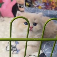 金渐层，蓝金，紫金猫