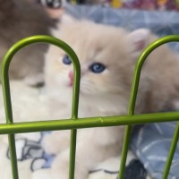 渐层系列猫
